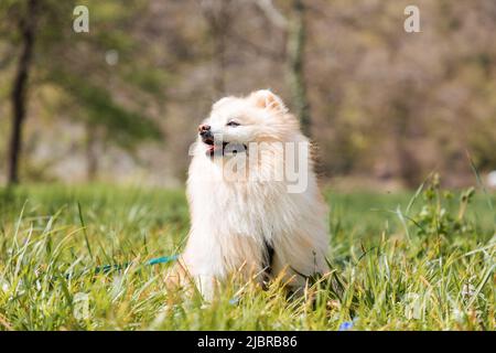 Ein weißer, flauschiger, süßer pommern sitzt zufrieden auf dem grünen Gras im Park. Ausbildung von inländischen reinrassigen Hunden. Stockfoto