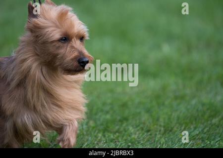 Australian Terrier Nahaufnahme mit einem grünen Gras Hintergrund Stockfoto