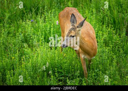 Weibliche Rehe im Gras auf einer grünen Wiese, Frühlingstag Stockfoto