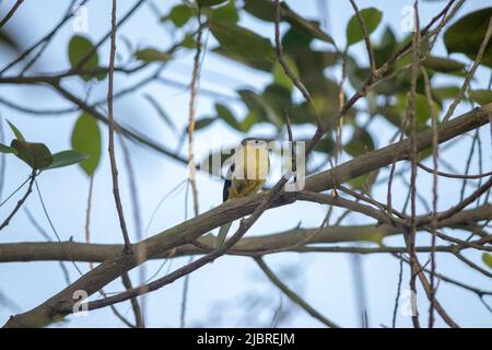 Gelbe Bachstelze, die auf dem Ast der Jack-Frucht-Pflanze sitzt. Stockfoto
