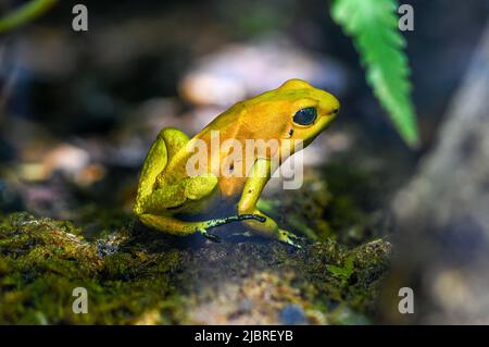 Goldener Giftpfeilfrosch (Phyllobates terribilis). Tropischer Frosch, der in Südamerika lebt. Stockfoto