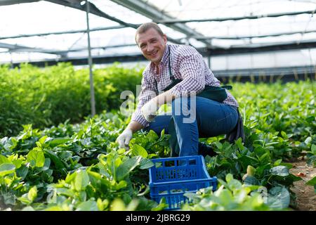 Landwirt, der sich um malabar-Spinatpflanzen kümmert Stockfoto