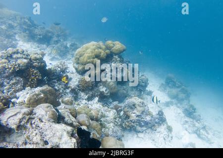 (220608) -- KUALA LUMPUR, 8. Juni 2022 (Xinhua) -- das Foto vom 14. Mai 2022 zeigt die Unterwasserlandschaft vor der Semporna von Sabah, Malaysia. Ein gesundes marines Ökosystem bietet hier Lebensraum für verschiedene Meereslebewesen. (Xinhua/Zhu Wei) Stockfoto