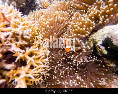 (220608) -- KUALA LUMPUR, 8. Juni 2022 (Xinhua) -- das Foto vom 14. Mai 2022 zeigt die Unterwasserlandschaft vor der Semporna von Sabah, Malaysia. Ein gesundes marines Ökosystem bietet hier Lebensraum für verschiedene Meereslebewesen. (Xinhua/Zhu Wei) Stockfoto