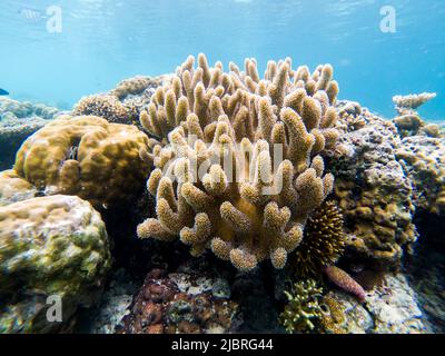 (220608) -- KUALA LUMPUR, 8. Juni 2022 (Xinhua) -- das Foto vom 14. Mai 2022 zeigt die Unterwasserlandschaft vor der Semporna von Sabah, Malaysia. Ein gesundes marines Ökosystem bietet hier Lebensraum für verschiedene Meereslebewesen. (Xinhua/Zhu Wei) Stockfoto