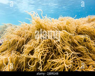 (220608) -- KUALA LUMPUR, 8. Juni 2022 (Xinhua) -- das Foto vom 14. Mai 2022 zeigt die Unterwasserlandschaft vor der Semporna von Sabah, Malaysia. Ein gesundes marines Ökosystem bietet hier Lebensraum für verschiedene Meereslebewesen. (Xinhua/Zhu Wei) Stockfoto