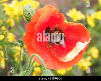 Sheerness, Kent, Großbritannien. 4.. Juni 2022. UK Wetter: Sonnig in Sheerness, Kent mit wildem Mohn. Kredit: James Bell/Alamy Live Nachrichten Stockfoto