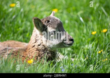 Kleine niedliche Baby Mufflon liegend und entspannend im grünen Gras.liebenswert Mufflon Rehkitz, Tierwelt, Baby Tiere Stockfoto