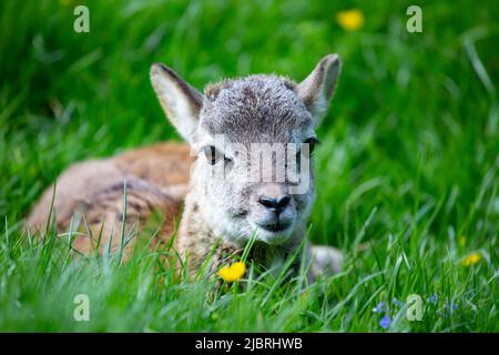 Kleine niedliche Baby Mufflon liegend und entspannend im grünen Gras.liebenswert Mufflon Rehkitz, Tierwelt, Baby Tiere Stockfoto