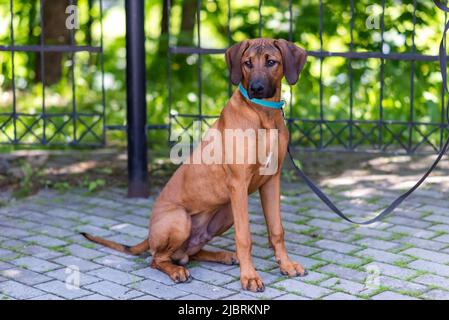 Rhodesian Ridgeback, in der Stadt, mit einer traurigen Schnauze. Hochwertige Fotos Stockfoto