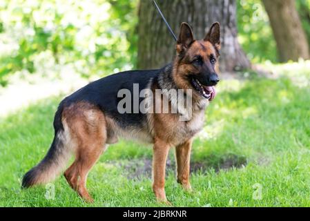 Ein schöner Schäferhund steht auf dem Gras mit der Zunge, die heraushängt. Hochwertige Fotos Stockfoto