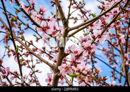 Kurz bevor die rosa Mandelblütenblätter im frühen Frühjahr verblassen und einige bestäubte Mandelblüten verwelkt sind, verströmen Mandelbäume einen Duft Stockfoto