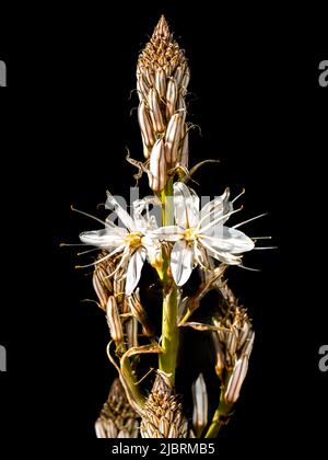 Blüten und Knospen einer mehrjährigen krautigen Pflanze in der Reihenfolge der Asparagales, die als weiße Asphodel, Asphodelus ramosus und Asphodelus albus bezeichnet werden. Stockfoto