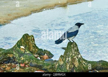 Krähe an der Küste. Krähe sammelt Nahrung unter Algen Stockfoto