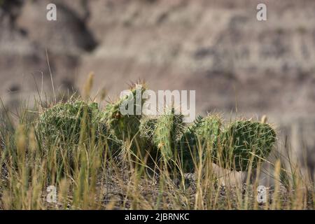 Kaktus aus Kaktus mit Kaktus aus Kaktus, der am Rand einer Schlucht im Westen wächst. Stockfoto