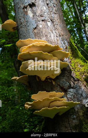 Auf einem Baum wachsender Orangenschürfpilz, auch Laetiporus sulfureus genannt Stockfoto