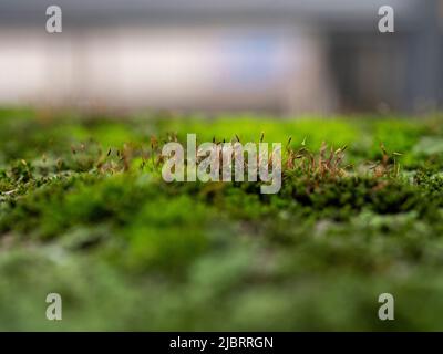 Makrofotografie von Moos an der Wand, selektiver Fokus Stockfoto