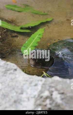 Eine riesige Schildkröte, die im lokalen Teich schwimmend ist. Stockfoto