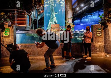 Kuala Lumpur, Malaysia. 08.. Juni 2022. Besucher des Aquaria KLCC genießen das Meeresleben, das im Aquaria KLCC anlässlich des Weltmeertags in Kuala Lumpur gezeigt wird. (Foto von Syaiful Redzuan/SOPA Images/Sipa USA) Quelle: SIPA USA/Alamy Live News Stockfoto