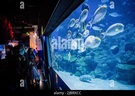 Kuala Lumpur, Malaysia. 08.. Juni 2022. Besucher des Aquaria KLCC genießen das Meeresleben, das im Aquaria KLCC anlässlich des Weltmeertags in Kuala Lumpur gezeigt wird. (Foto von Syaiful Redzuan/SOPA Images/Sipa USA) Quelle: SIPA USA/Alamy Live News Stockfoto
