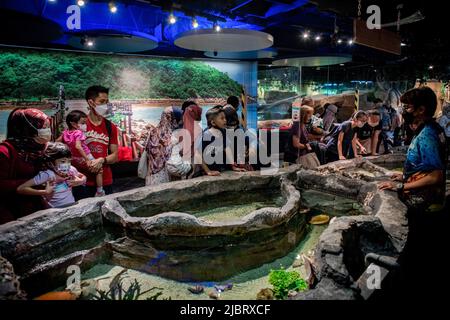 Kuala Lumpur, Malaysia. 08.. Juni 2022. Besucher des Aquaria KLCC genießen das Meeresleben, das anlässlich des Weltmeertags in Kuala Lumpur gezeigt wird. (Foto von Syaiful Redzuan/SOPA Images/Sipa USA) Quelle: SIPA USA/Alamy Live News Stockfoto