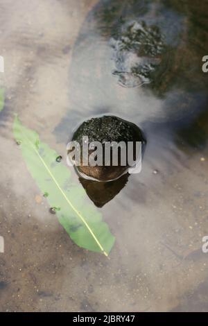 Eine riesige Schildkröte, die im lokalen Teich schwimmend ist. Stockfoto