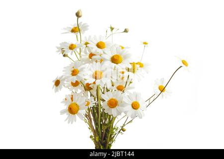 Bouquet von Chamomiles oder Gänseblümchen isoliert auf weißem Hintergrund. Stockfoto