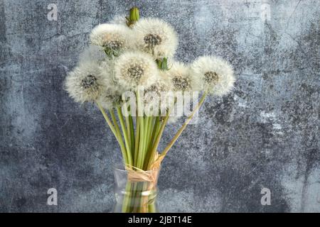 Bunch weiße flauschige Dandelionen auf dunklem Hintergrund. Stockfoto