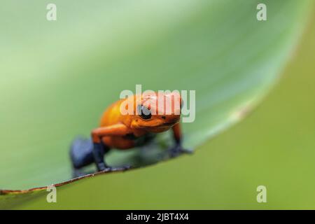Costa Rica, Provinz Limon, Tortuguero Nationalpark, Oophaga pumilio, Erdbeer-Giftfrosch oder Blue Jean (Oophaga pumilio) Stockfoto