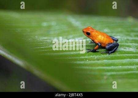 Costa Rica, Provinz Limon, Tortuguero Nationalpark, Oophaga pumilio, Erdbeer-Giftfrosch oder Blue Jean (Oophaga pumilio) Stockfoto