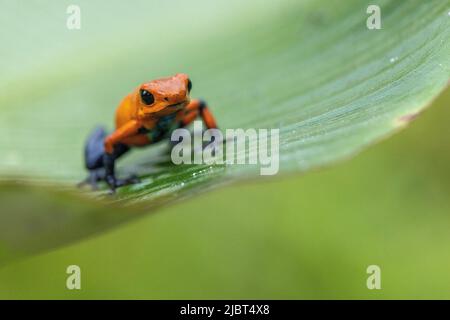 Costa Rica, Provinz Limon, Tortuguero Nationalpark, Oophaga pumilio, Erdbeer-Giftfrosch oder Blue Jean (Oophaga pumilio) Stockfoto