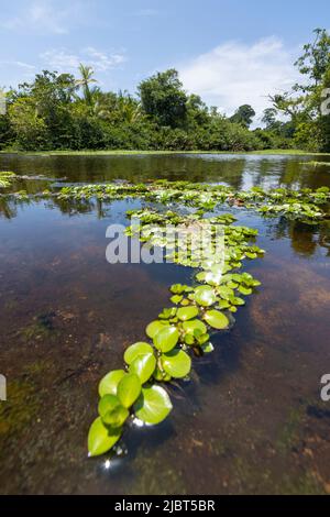 Costa Rica, Provinz Limon, Cahuita Nationalpark, der Mangrove Stockfoto