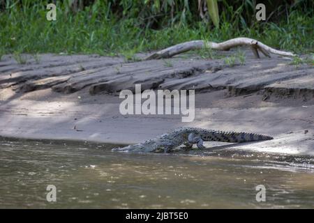 Costa Rica, Provinz Limon, Tortuguero-Nationalpark, amerikanisches Krokodil (Crocodylus acutus) Stockfoto