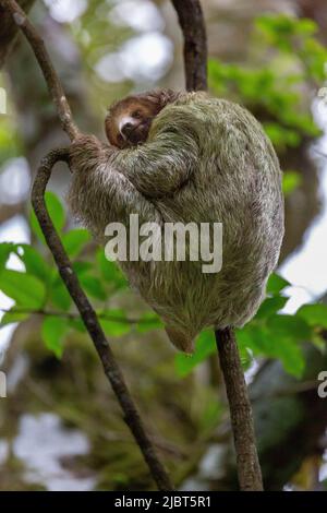 Costa Rica, Provinz Alajuela, paresseux à Schlucht Brune (Bradypus variegatus), 3 doigts Stockfoto