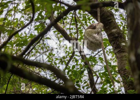 Costa Rica, Provinz Alajuela, paresseux à Schlucht Brune (Bradypus variegatus), 3 doigts Stockfoto