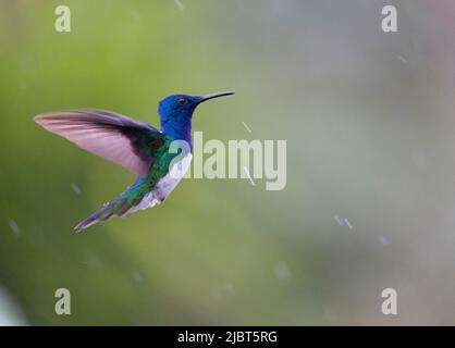 Costa Rica, Provinz Alajuela, Jakobiner Kolibri (Florisuga mellivora) Stockfoto