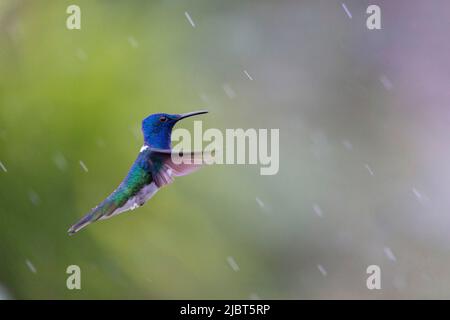 Costa Rica, Provinz Alajuela, Jakobiner Kolibri (Florisuga mellivora) Stockfoto