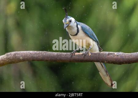 Costa Rica, Provinz Alajuela, Weißgesichtenhäher (Calocitta formosa) Stockfoto