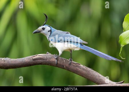 Costa Rica, Provinz Alajuela, Weißgesichtenhäher (Calocitta formosa) Stockfoto