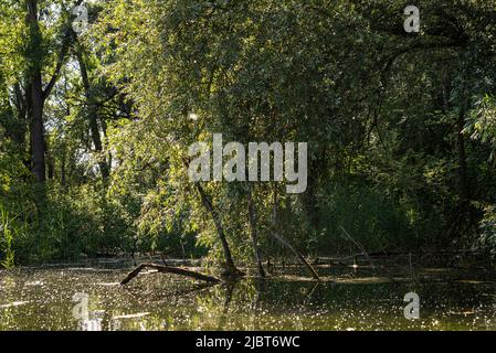 Frankreich, Bas Rhin, Strabourg, Naturschutzgebiet Rohrschollen, Inventarisierung der Wasserbohrmaschine im Brunnwasser Stockfoto