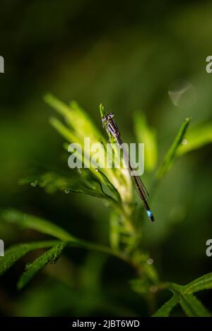 Frankreich, Bas Rhin, Strabourg, Naturschutzgebiet Rohrschollen, Blauschwanzdammelfliege (Ischnura elegans) Stockfoto