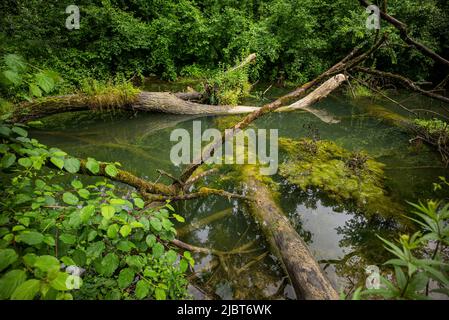 Frankreich, Bas Rhin, Strabourg, Naturschutzgebiet Rohrschollen, Stockfoto