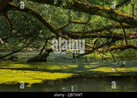 Frankreich, Bas Rhin, Strabourg, Naturschutzgebiet Rohrschollen, Inventarisierung der Wasserbohrmaschine im Brunnwasser Stockfoto