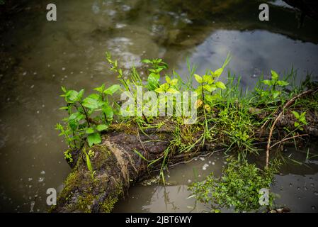 Frankreich, Bas Rhin, Strabourg, Naturschutzgebiet Rohrschollen, Stockfoto