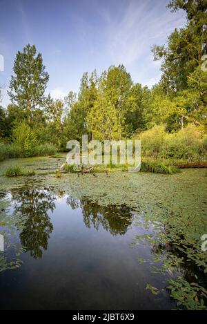 Frankreich, Bas Rhin, Strabourg, Naturschutzgebiet Rohrschollen, Stockfoto