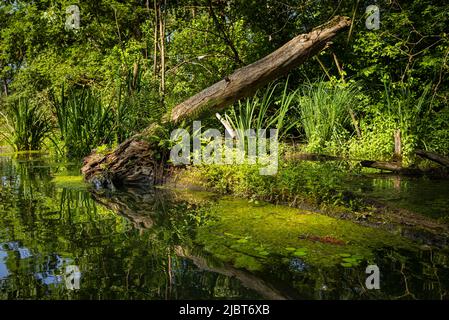 Frankreich, Bas Rhin, Strabourg, Naturschutzgebiet Rohrschollen, Inventarisierung der Wasserbohrmaschine im Brunnwasser Stockfoto