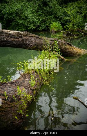 Frankreich, Bas Rhin, Strabourg, Naturschutzgebiet Rohrschollen, Stockfoto