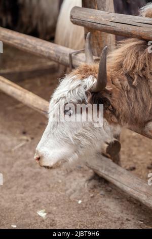 Der Kopf einer großen Kuh oder eines Stiers mit Hörnern. Porträt eines Rinderkopfes auf einem Bauernhof. Zuchttiere für Milchprodukte oder Fleisch. Stockfoto