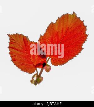 Haselblatt (Corylus maxima purpurea) Stockfoto