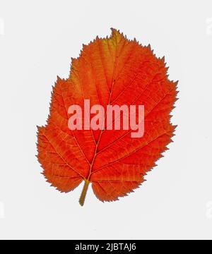 Haselblatt (Corylus maxima purpurea) Stockfoto